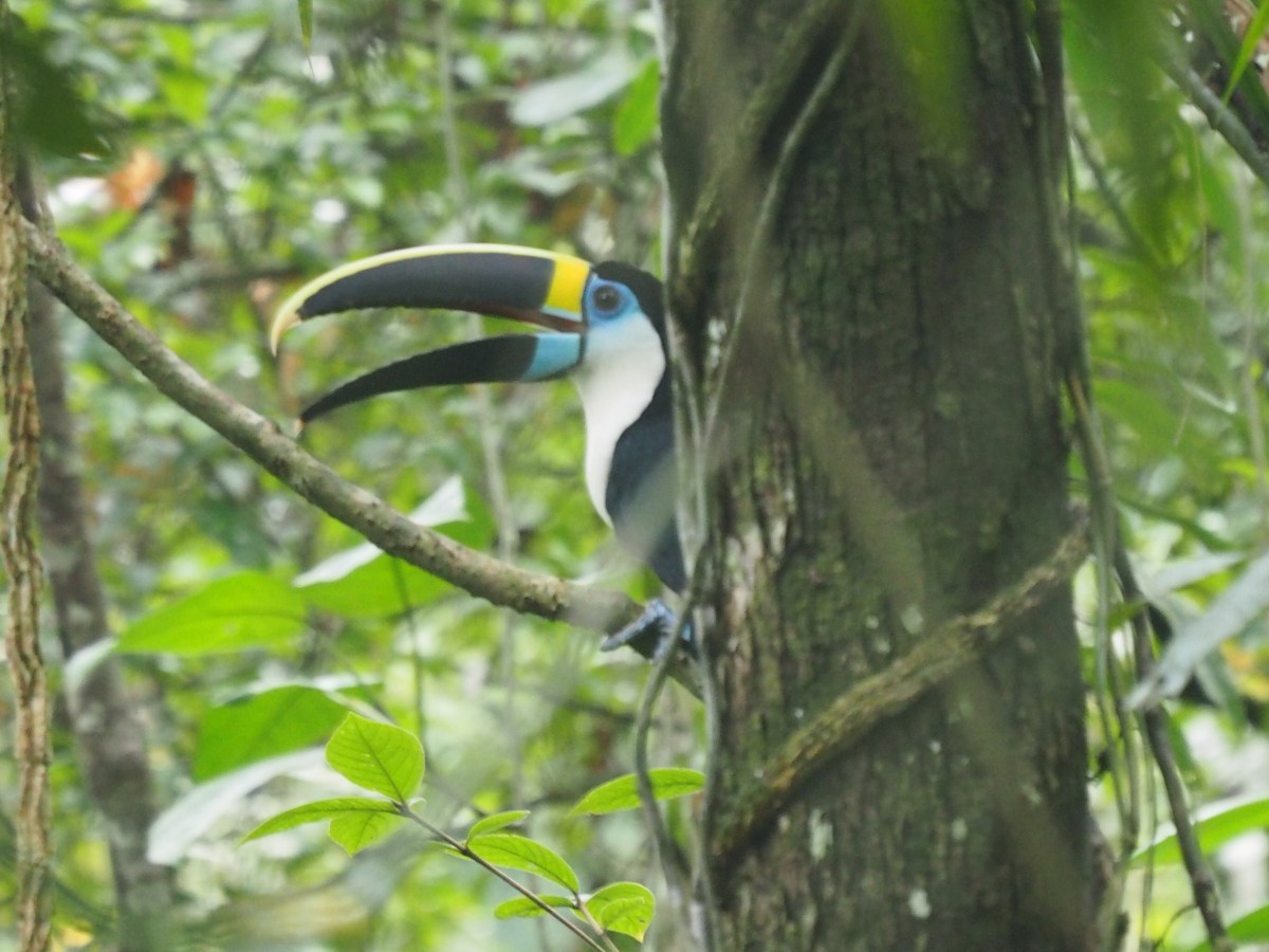 Our Amazon adventure