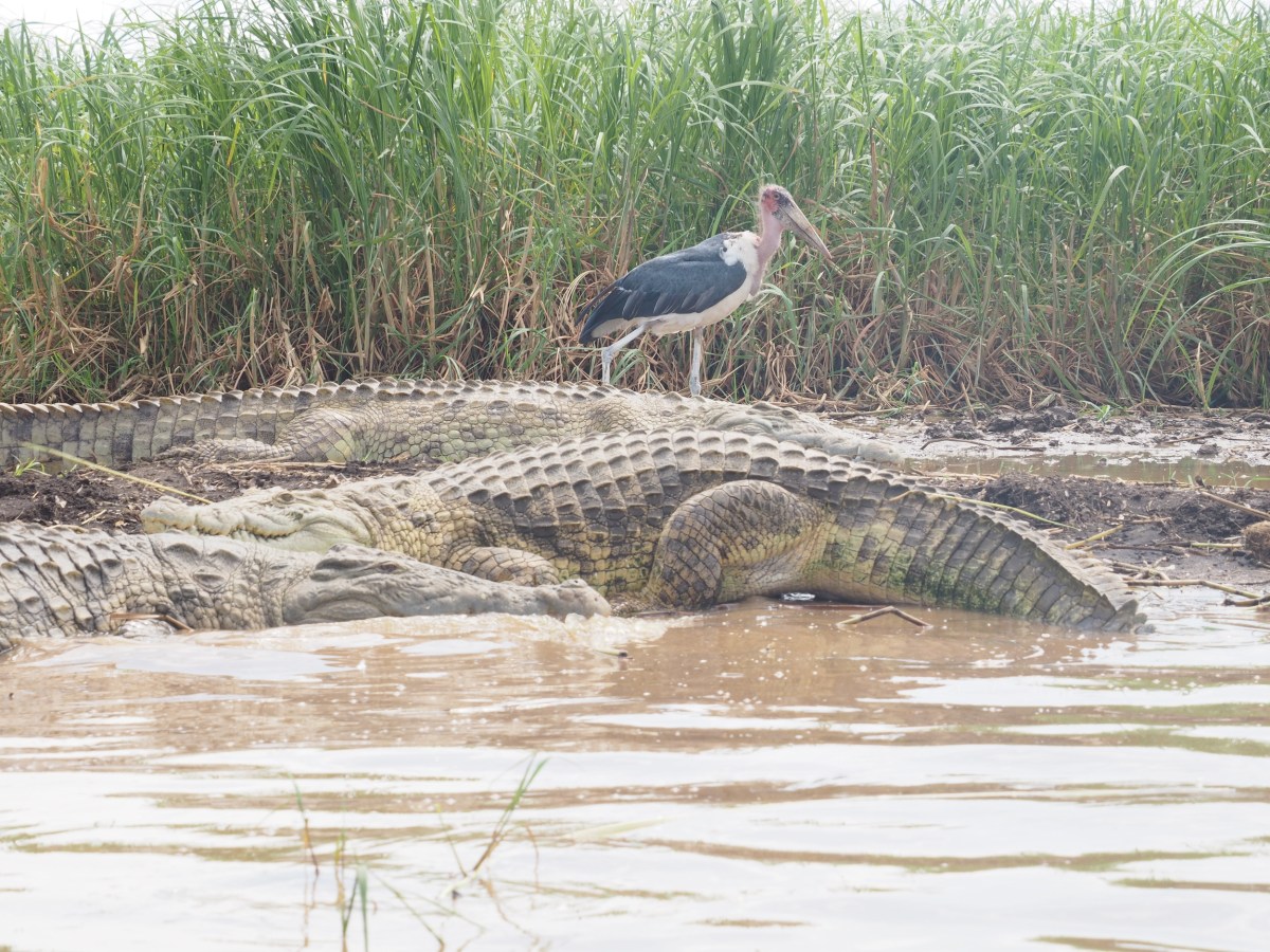 Crocodiles and hippos