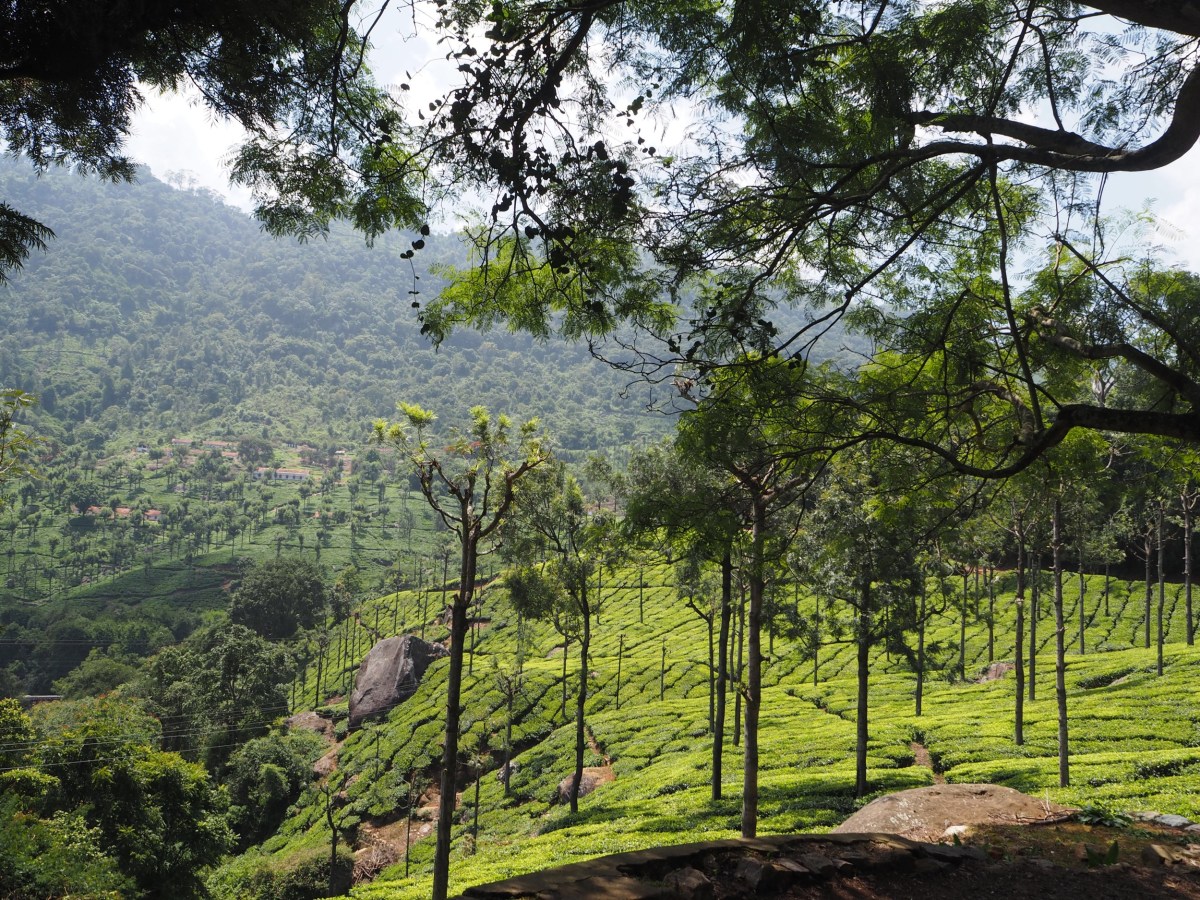 It’s time for tea… and a little medical&nbsp;tourism