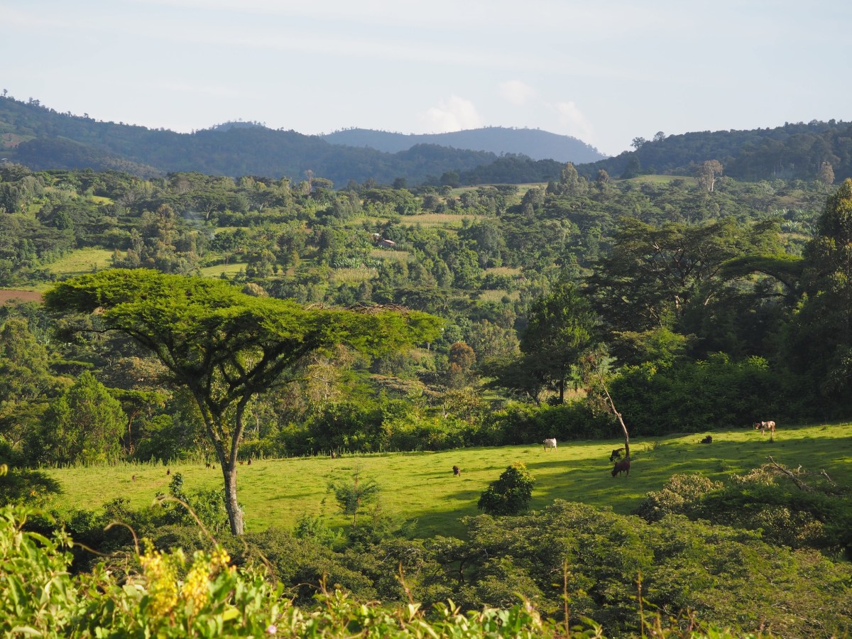 Donkeys, Toyotas &&nbsp;Tuk-tuks