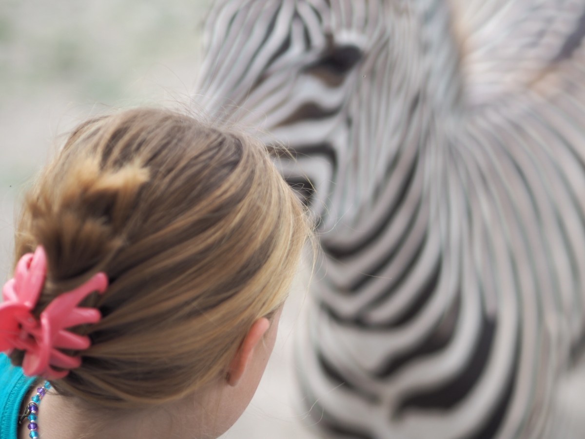 Mexico  – Jaguar&nbsp;Zoo