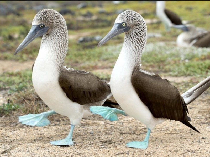 Ecuador 10 – All very&nbsp;Spoiling